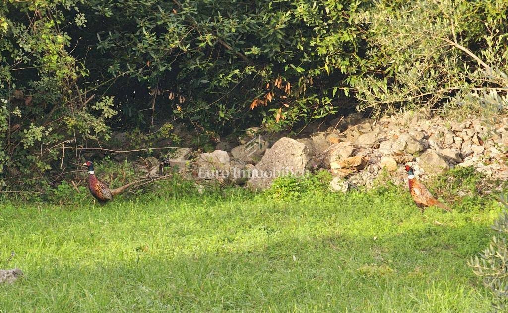 Terreno edificabile nei dintorni di Malinska