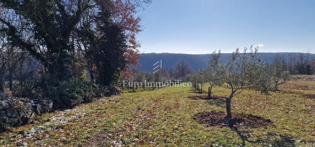 Pićan - terreno edificabile con uliveto e vigneto