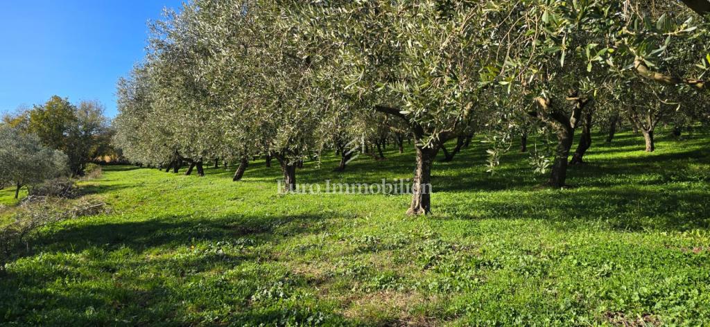 Pićan - terreno edificabile con uliveto e vigneto