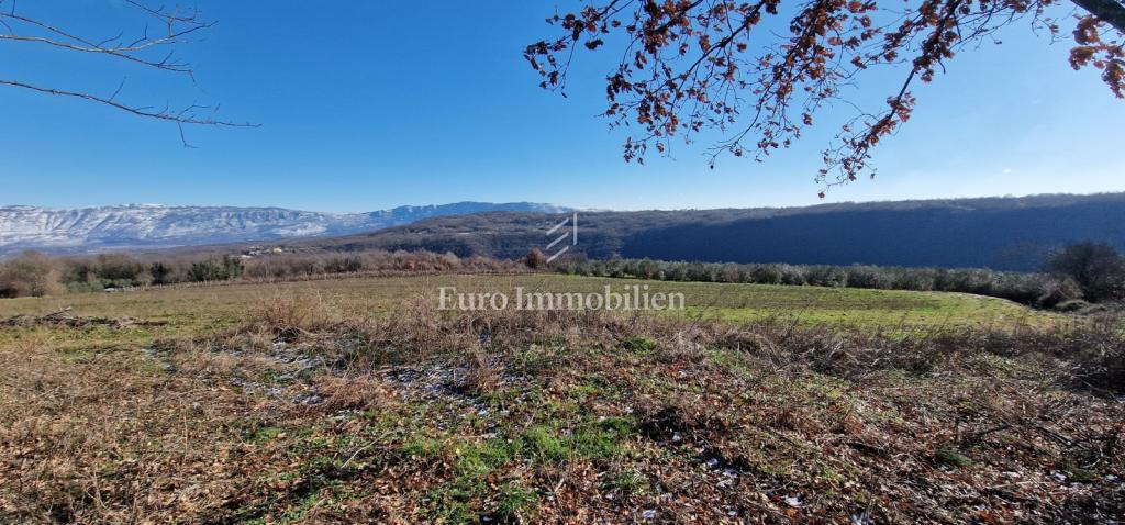 Pićan - terreno edificabile con uliveto e vigneto