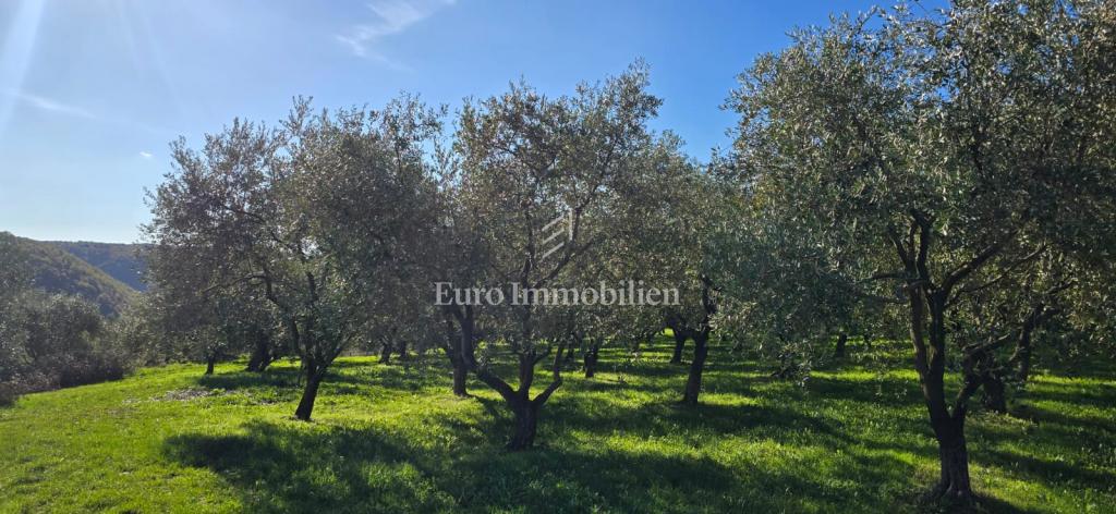 Pićan - terreno edificabile con uliveto e vigneto