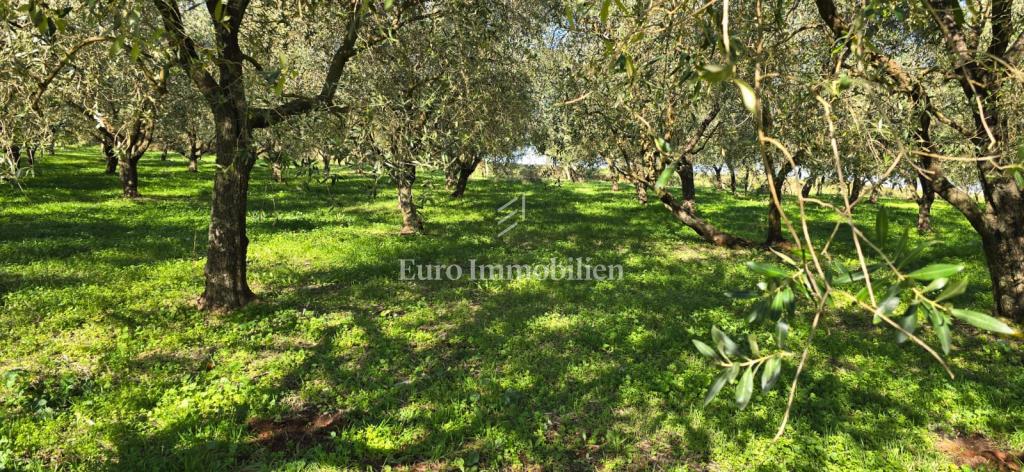 Pićan - terreno edificabile con uliveto e vigneto