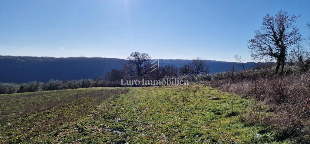 Pićan - terreno edificabile con uliveto e vigneto