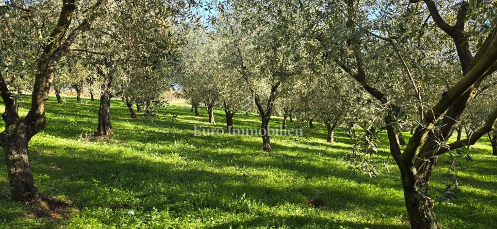 Pićan - terreno edificabile con uliveto e vigneto