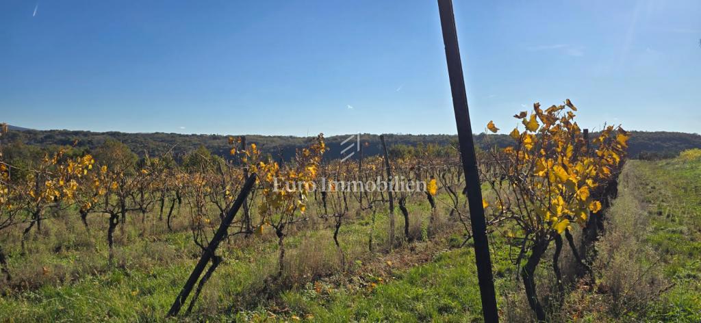 Pićan - terreno edificabile con uliveto e vigneto