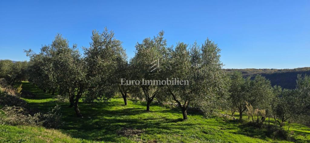 Pićan - terreno edificabile con uliveto e vigneto