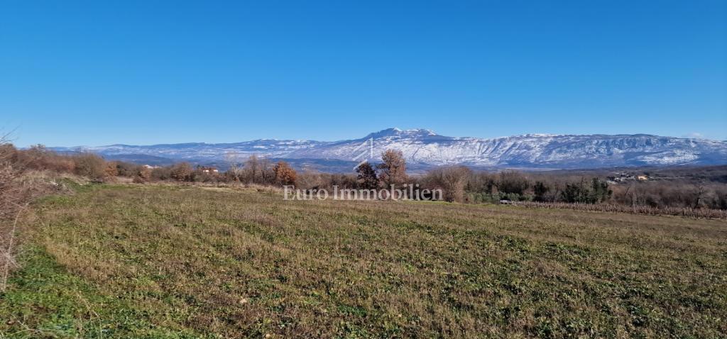 Pićan - terreno edificabile con uliveto e vigneto