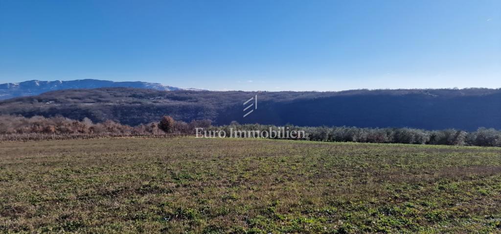 Pićan - terreno edificabile con uliveto e vigneto