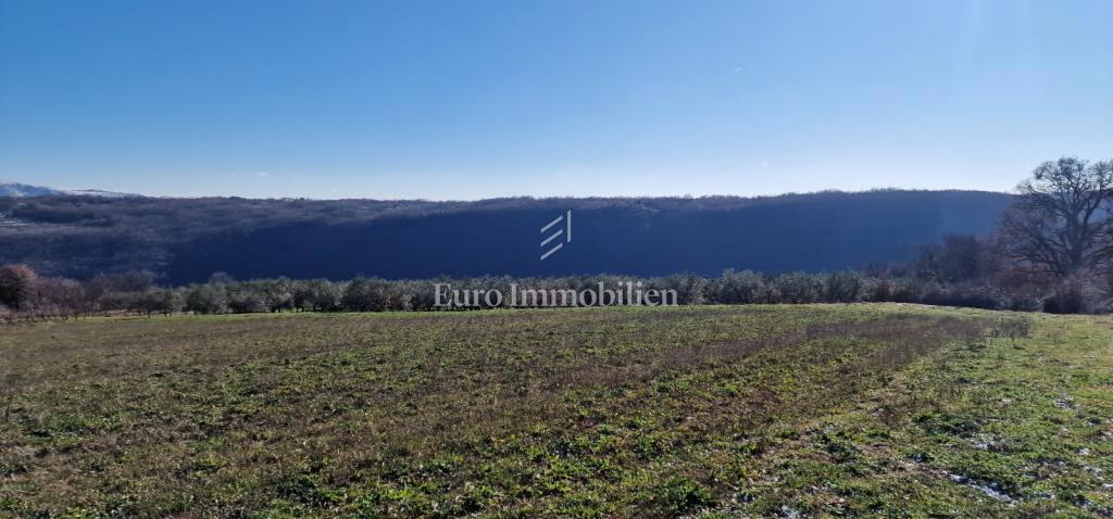 Pićan - terreno edificabile con uliveto e vigneto