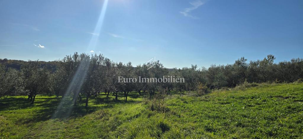 Pićan - terreno edificabile con uliveto e vigneto