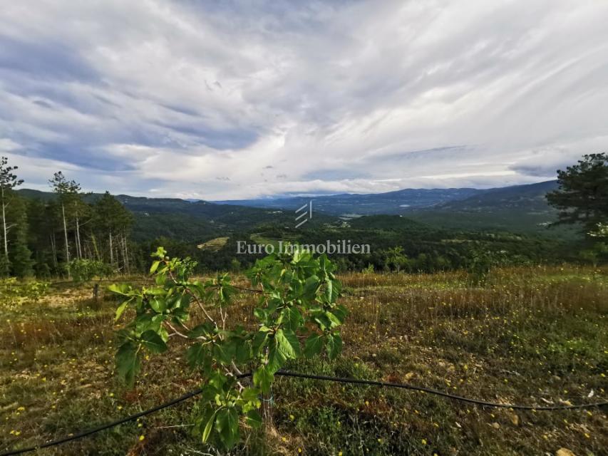 Piantagione di fichi biologici nell'entroterra dell'Istria