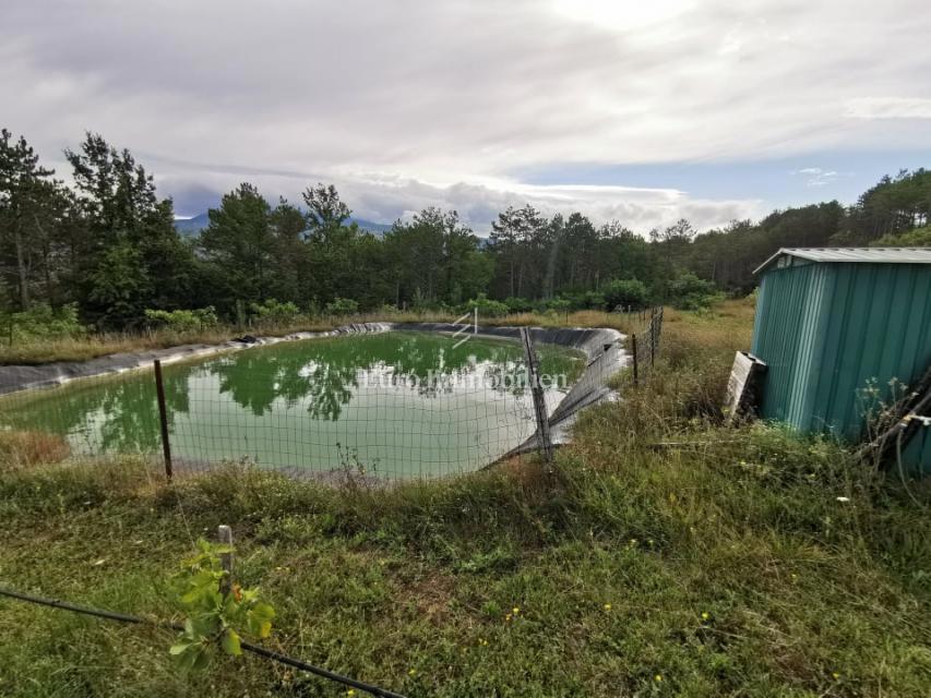 Piantagione di fichi biologici nell'entroterra dell'Istria