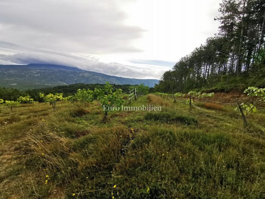 Piantagione di fichi biologici nell'entroterra dell'Istria