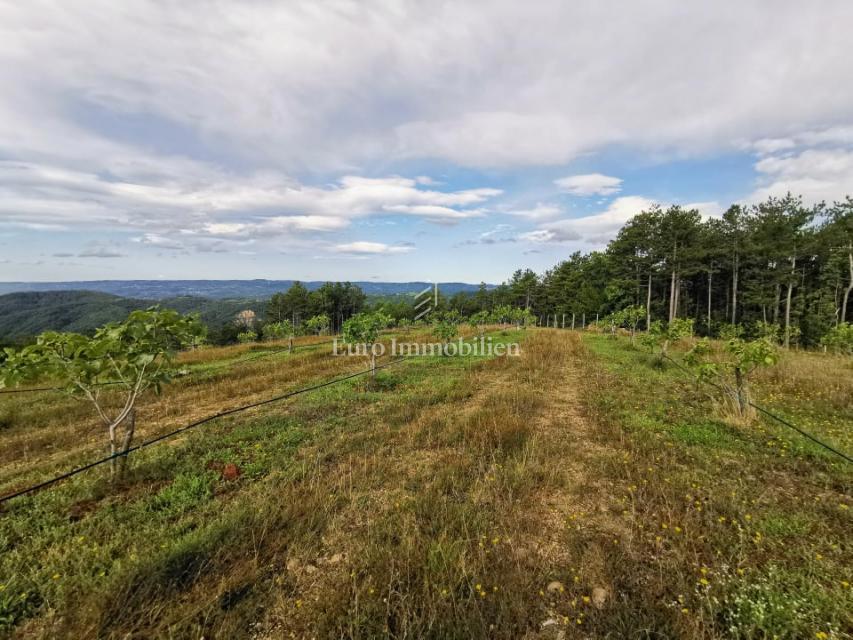Piantagione di fichi biologici nell'entroterra dell'Istria