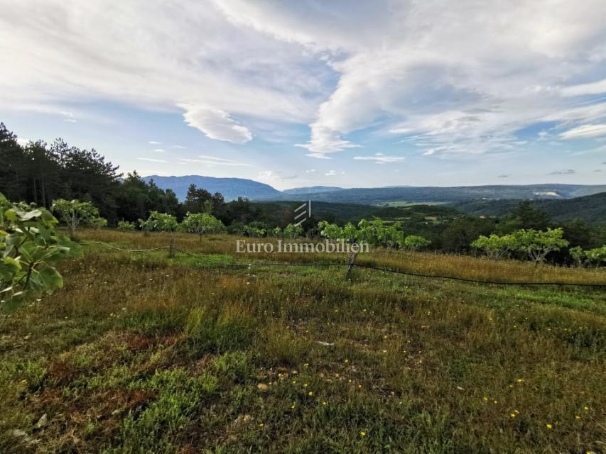 Piantagione di fichi biologici nell'entroterra dell'Istria