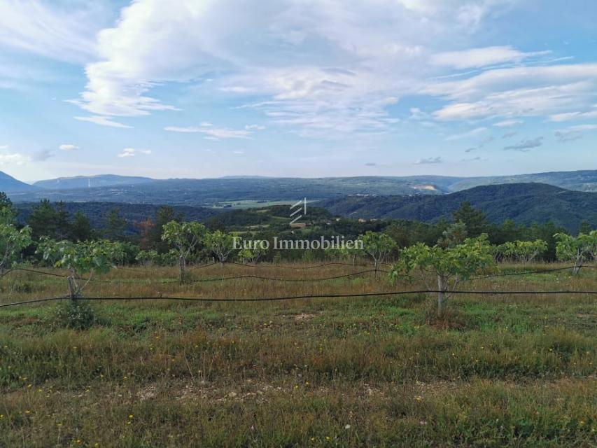 Piantagione di fichi biologici nell'entroterra dell'Istria