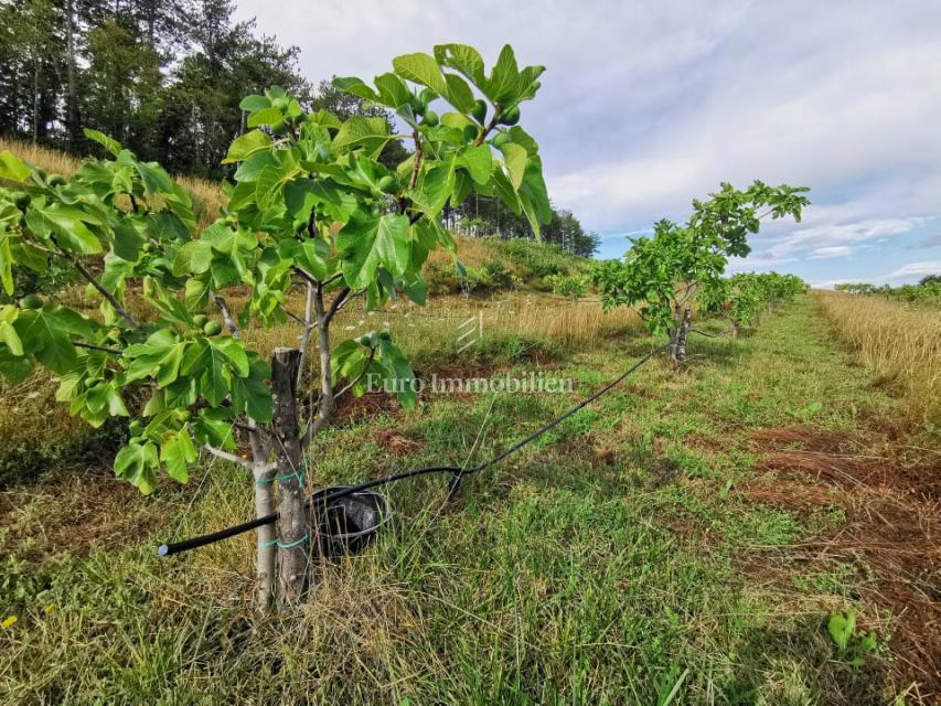 Piantagione di fichi biologici nell'entroterra dell'Istria