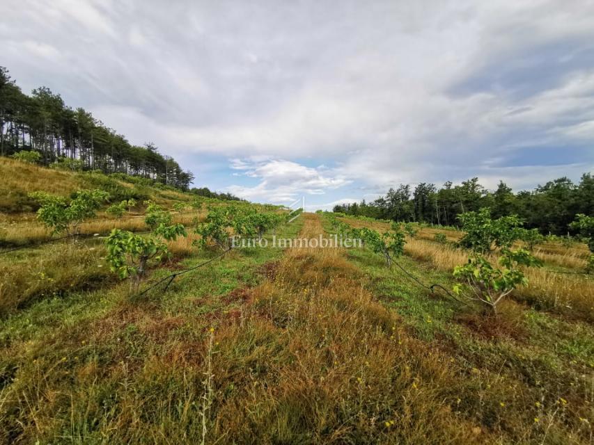Piantagione di fichi biologici nell'entroterra dell'Istria
