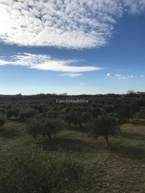 Benkovac - agricultural land 24,765 m2