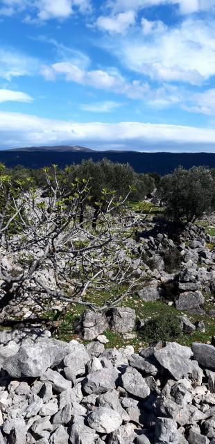 Krk - uliveto vicino al mare con vista mare