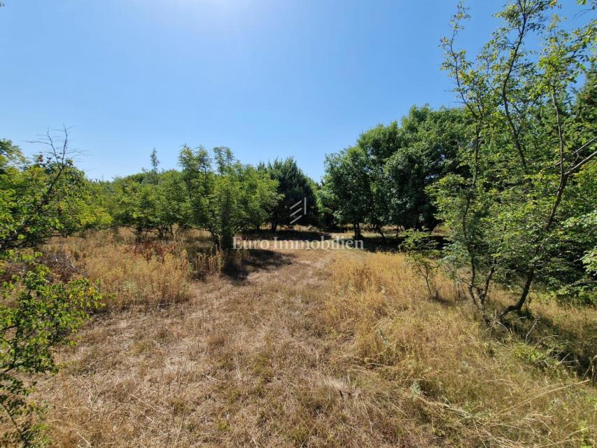 Terreno agricolo adatto ad uliveto