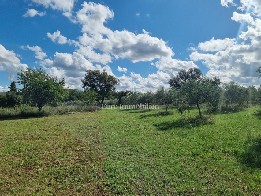 Istria, Tar – Ampio terreno edificabile con strada di accesso