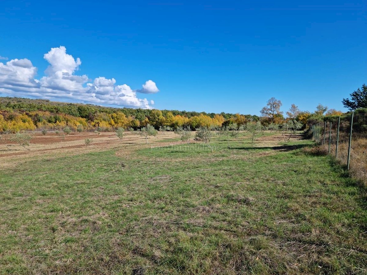 Istra, Rovinj surroundings, 13.000 m2 of agricultural land with 125 olive trees