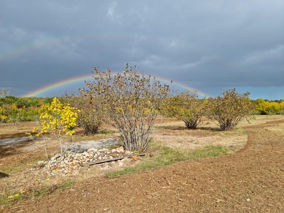 Istra, Rovinj surroundings, 13.000 m2 of agricultural land with 125 olive trees