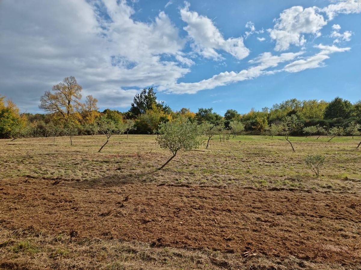 Istra, Rovinj surroundings, 13.000 m2 of agricultural land with 125 olive trees