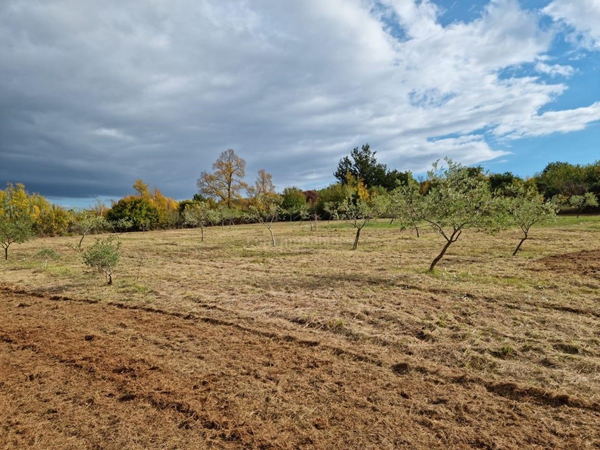 Istra, Rovinj surroundings, 13.000 m2 of agricultural land with 125 olive trees