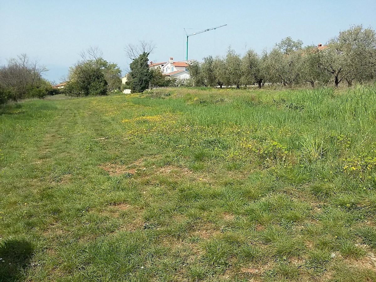 Terreni edificabili e ulivi, con vista sul mare