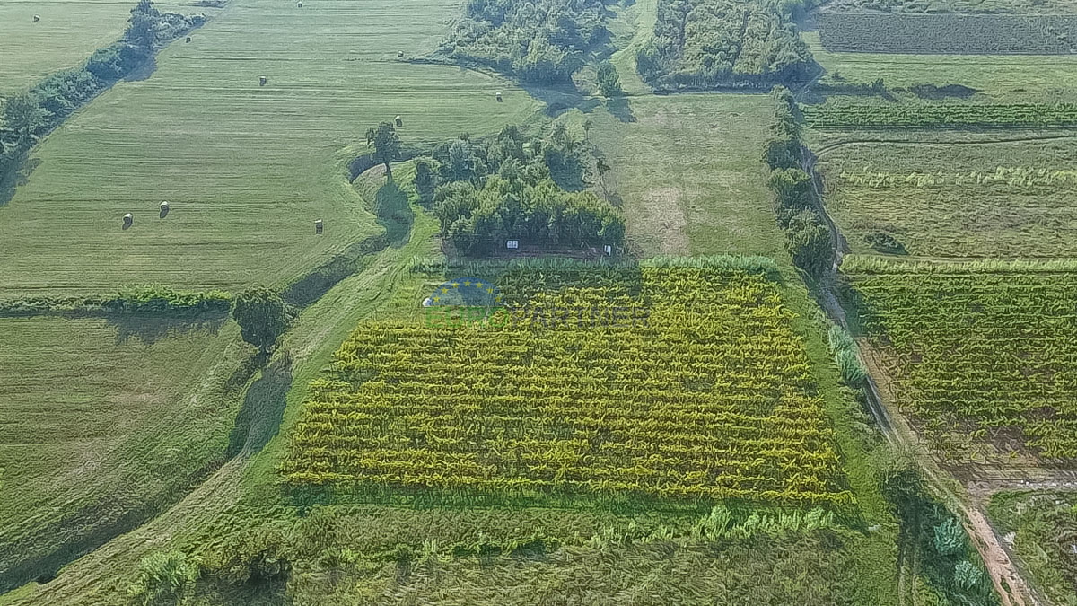 Vigneto piantato e terreno agricolo a Buje