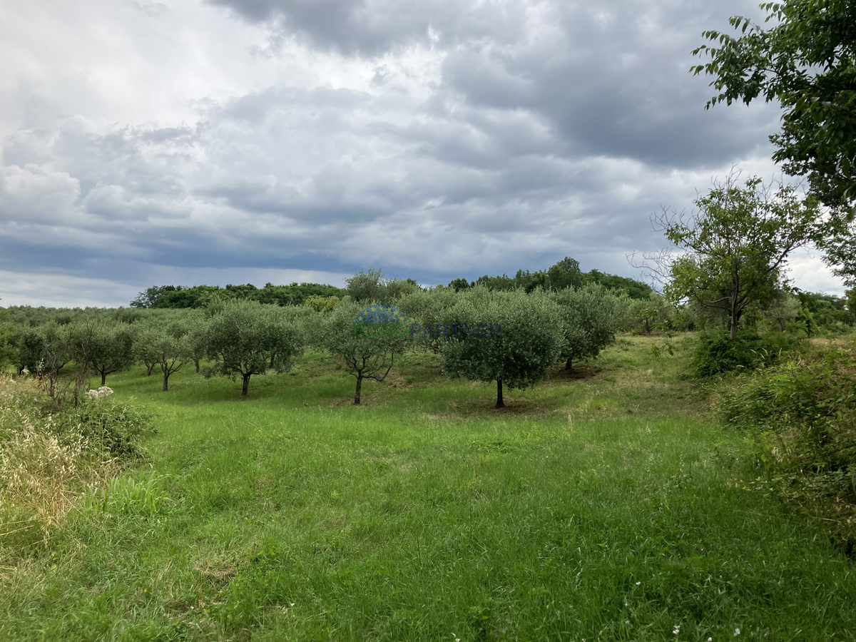 Uliveto vicino a Parenzo