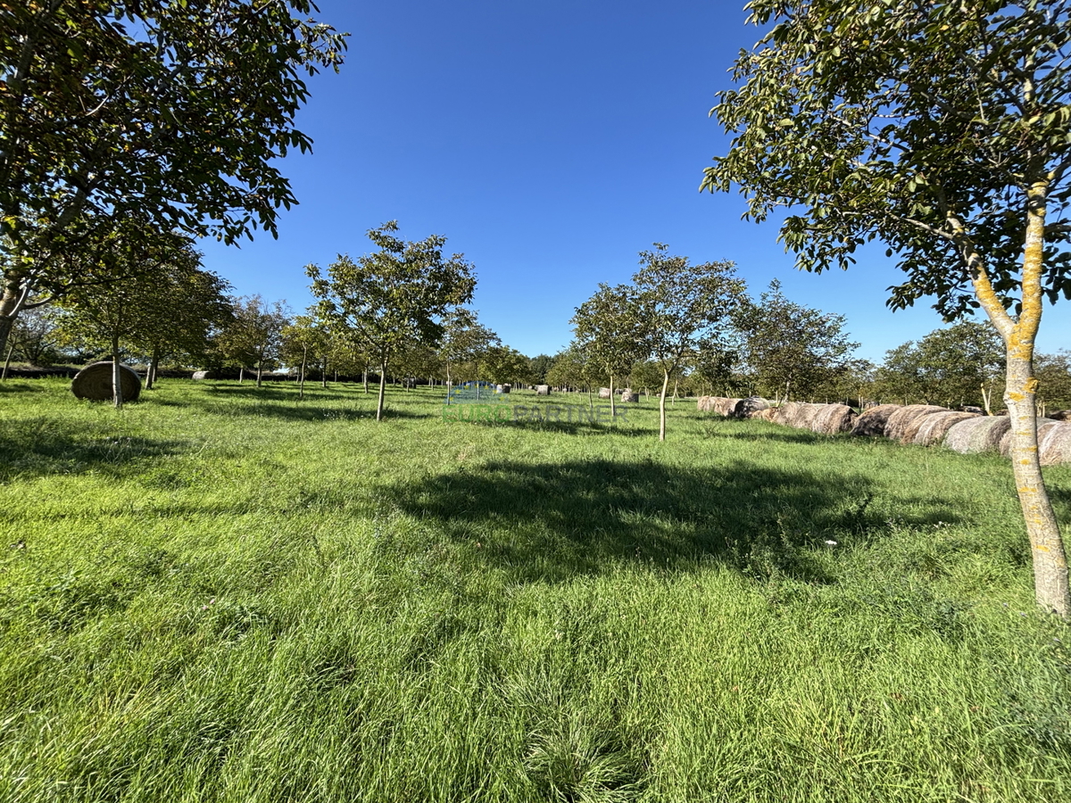 Istria, Žminj, terreno attrattivo di 50.000,00 m² con destinazione edificabile e agricola