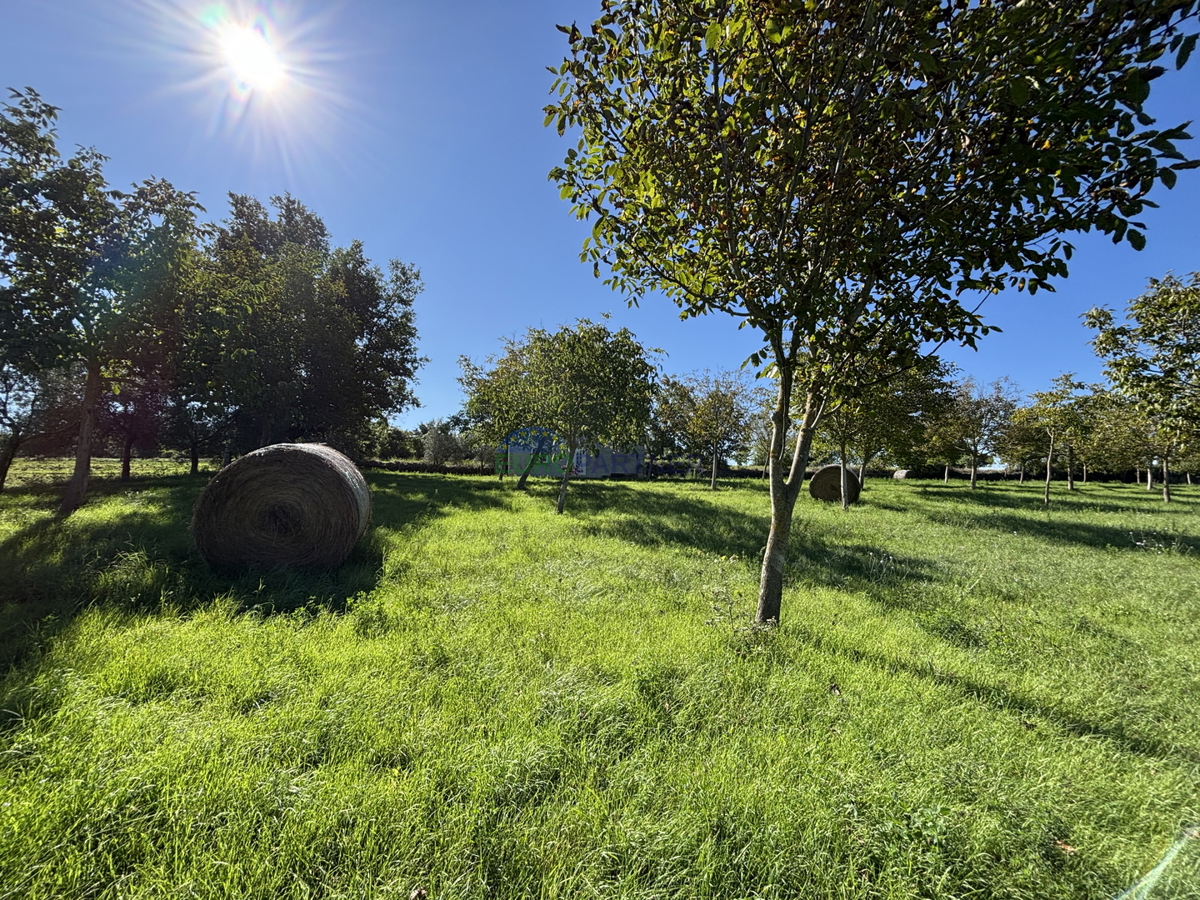 Istria, Žminj, terreno attrattivo di 50.000,00 m² con destinazione edificabile e agricola