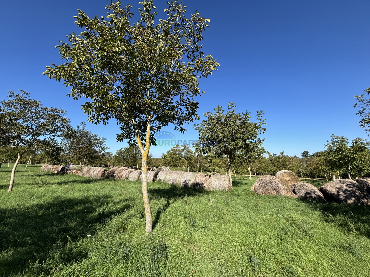 Istria, Žminj, terreno attrattivo di 50.000,00 m² con destinazione edificabile e agricola