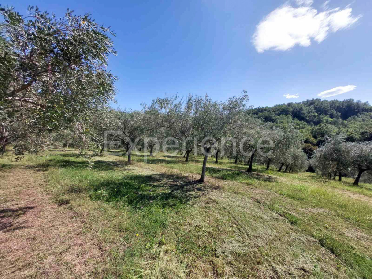 Nelle vicinanze di Buie, IN POSIZIONE ATTRAENTE - uliveto, superficie 16.141 m²