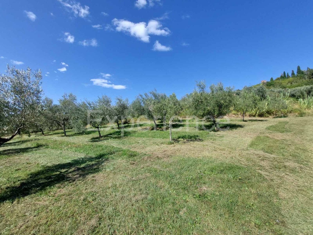 Nelle vicinanze di Buie, IN POSIZIONE ATTRAENTE - uliveto, superficie 16.141 m²