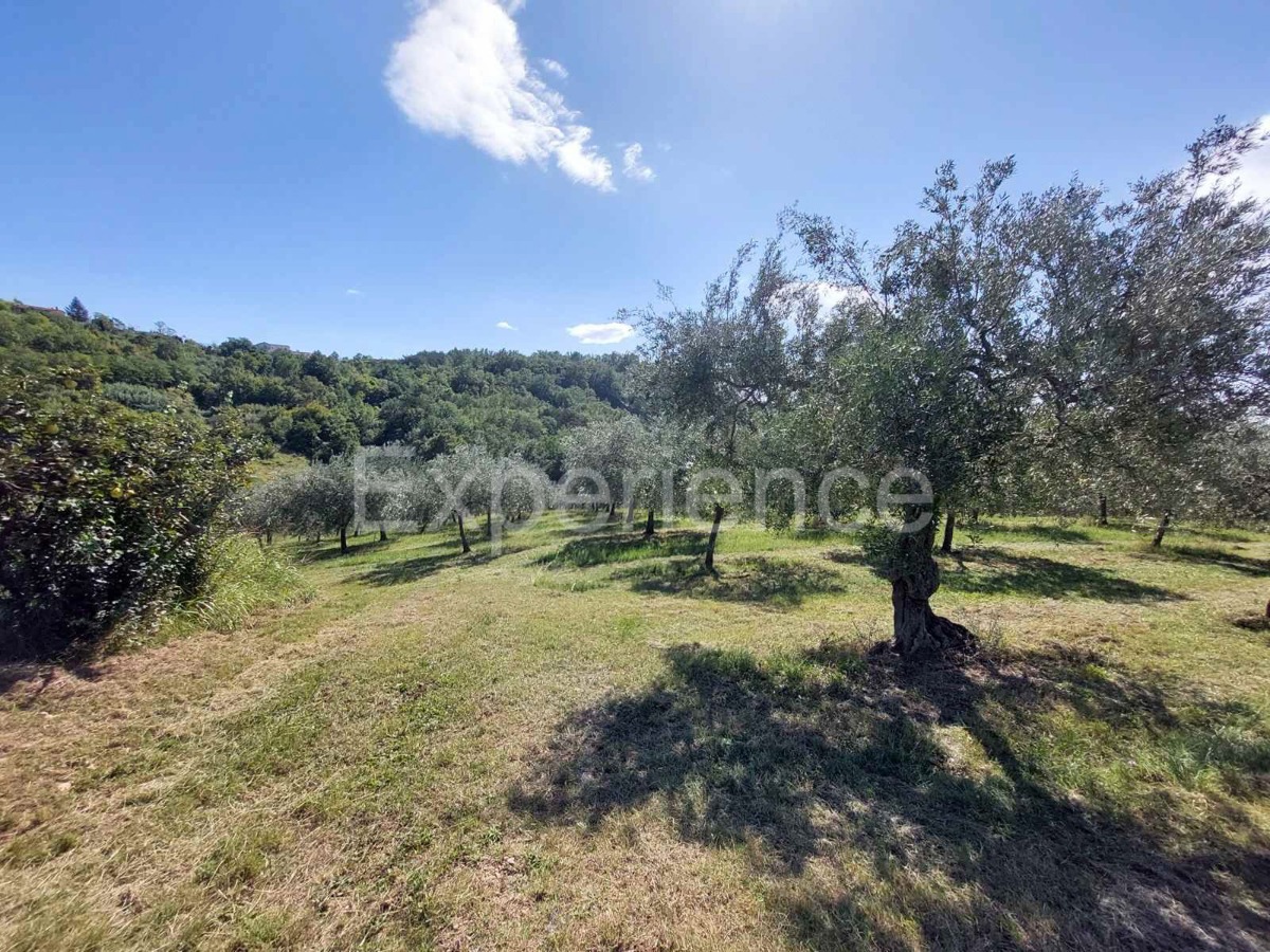 Nelle vicinanze di Buie, IN POSIZIONE ATTRAENTE - uliveto, superficie 16.141 m²