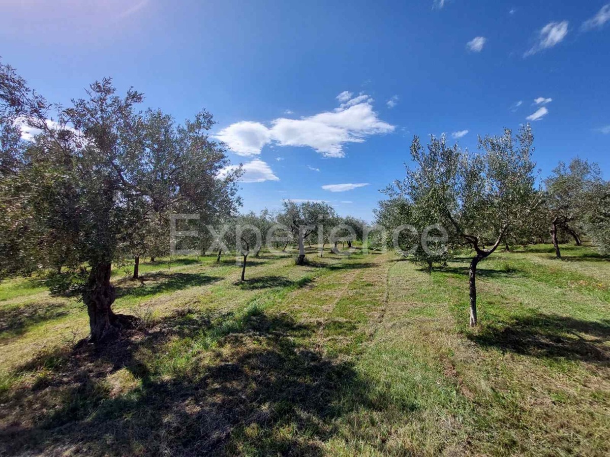 Nelle vicinanze di Buie, IN POSIZIONE ATTRAENTE - uliveto, superficie 16.141 m²
