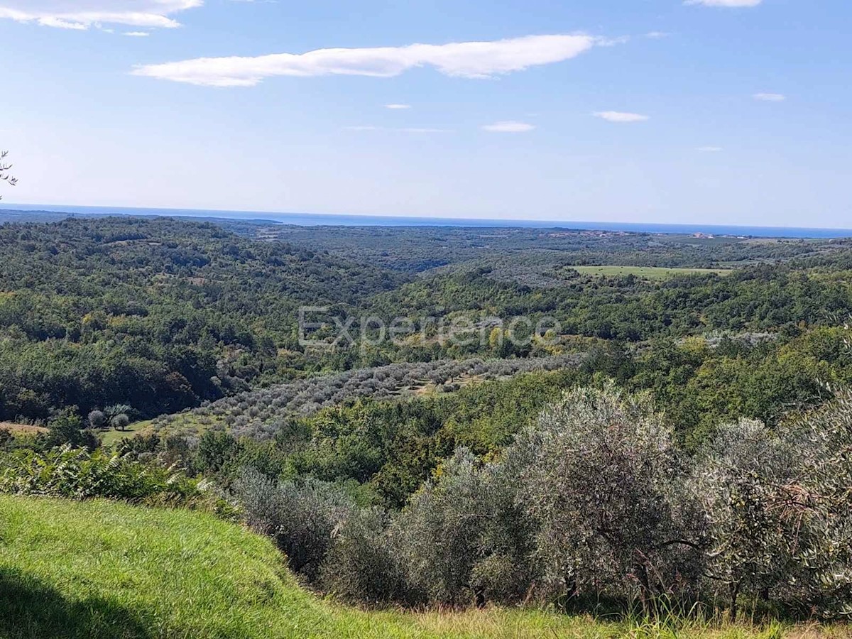 Nelle vicinanze di Buie, in una POSIZIONE ATTRAENTE con vista sul mare - un uliveto con 350 ulivi! ​