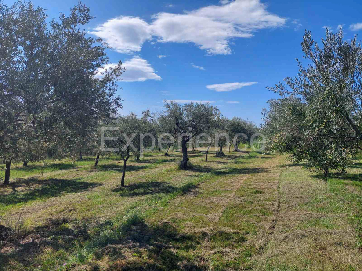 Nelle vicinanze di Buie, IN POSIZIONE ATTRAENTE - uliveto, superficie 16.141 m²