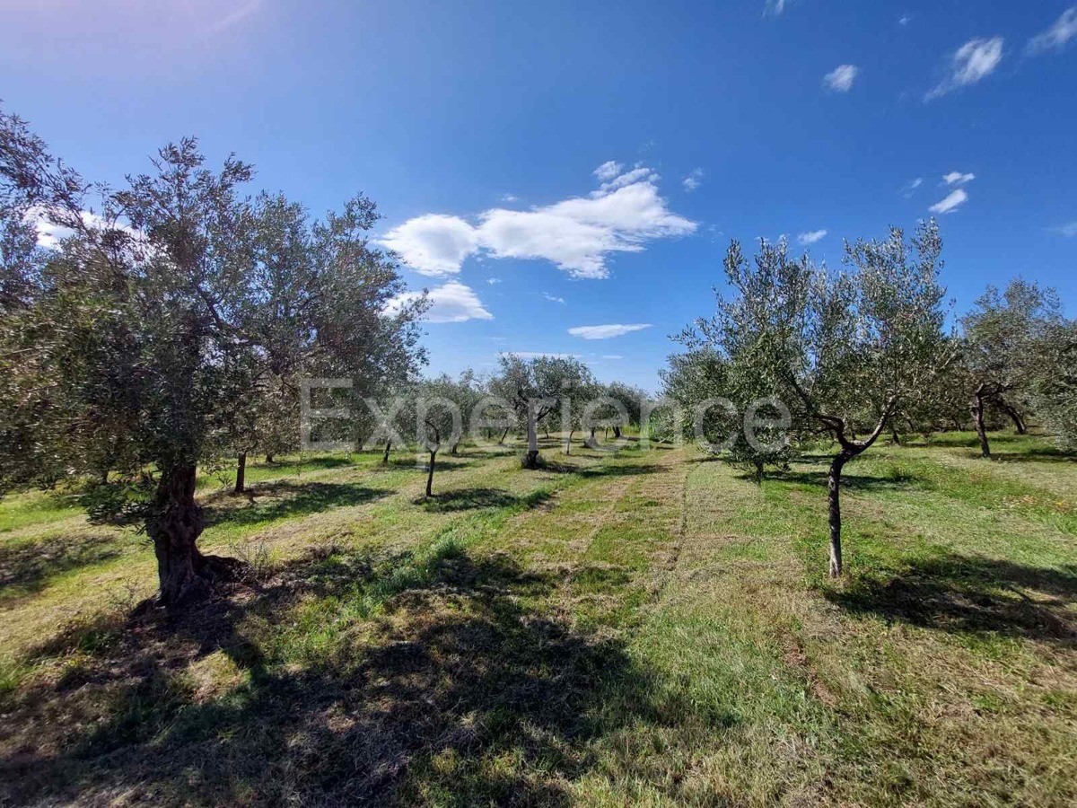 Nelle vicinanze di Buie, IN POSIZIONE ATTRAENTE - uliveto, superficie 16.141 m²