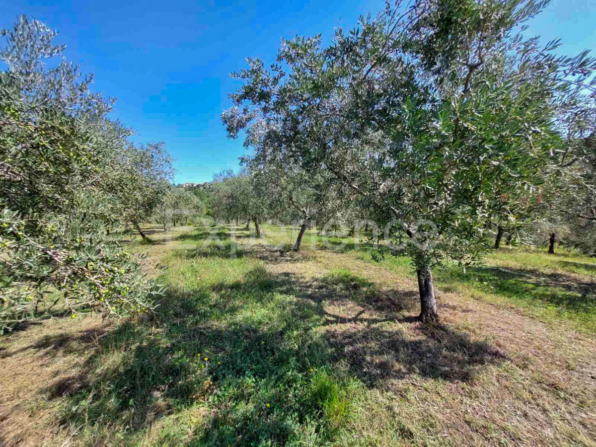 Nelle vicinanze di Buie, IN POSIZIONE ATTRAENTE - uliveto, superficie 16.141 m²