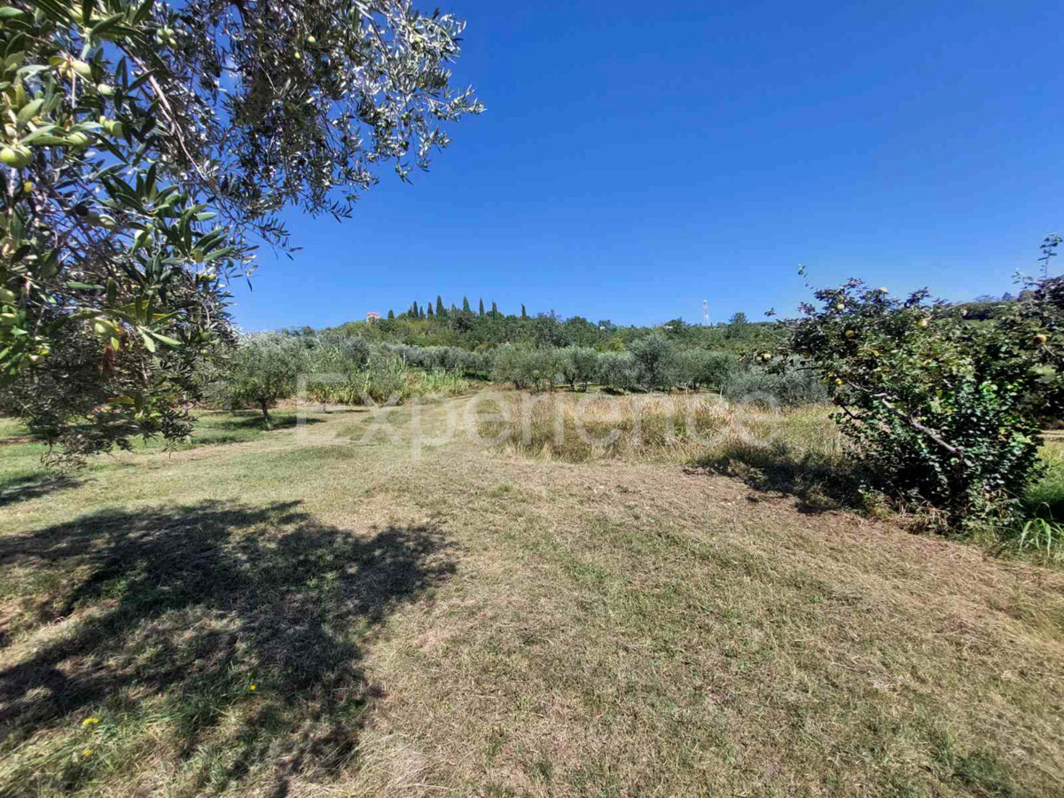 Nelle vicinanze di Buie, IN POSIZIONE ATTRAENTE - uliveto, superficie 16.141 m²