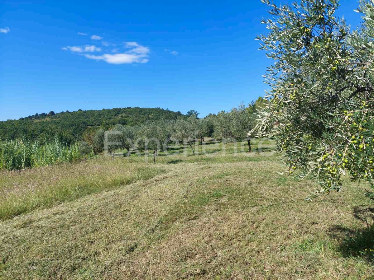 Nelle vicinanze di Buie, IN POSIZIONE ATTRAENTE - uliveto, superficie 16.141 m²