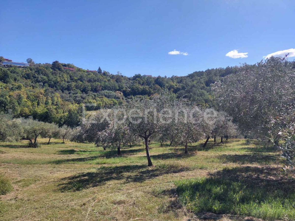Nelle vicinanze di Buie, IN POSIZIONE ATTRAENTE - uliveto, superficie 16.141 m²