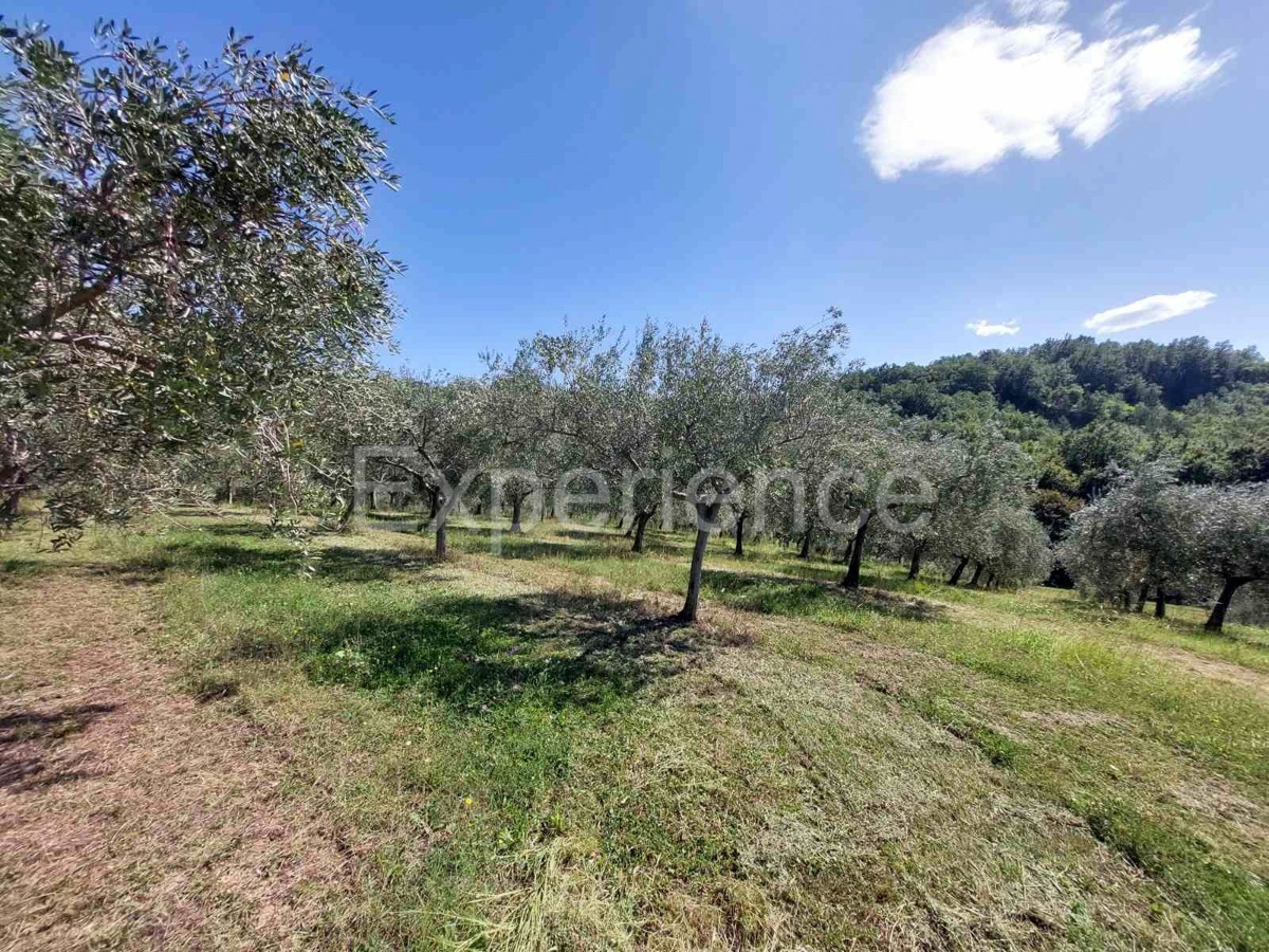 Nelle vicinanze di Buie, IN POSIZIONE ATTRAENTE - uliveto, superficie 16.141 m²