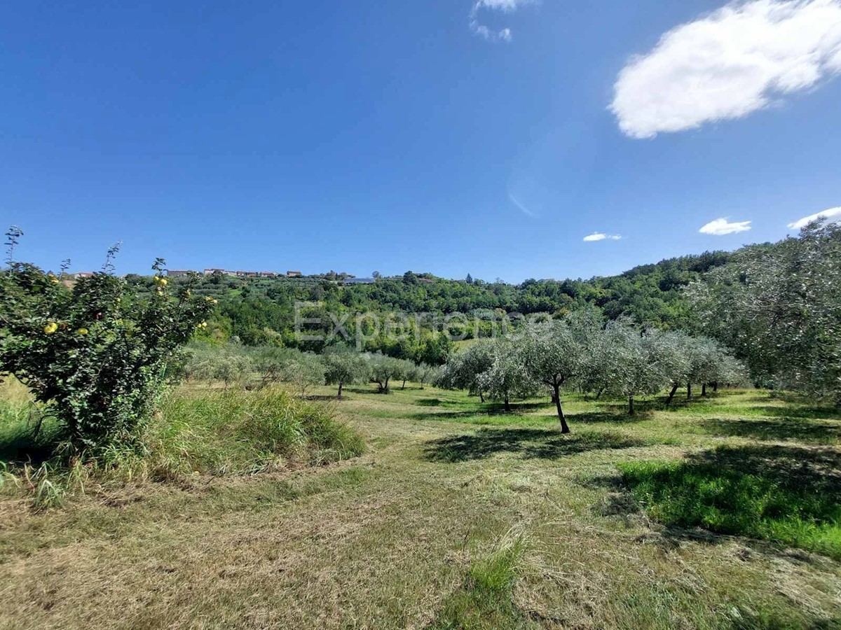 Nelle vicinanze di Buie, in una POSIZIONE ATTRAENTE con vista sul mare - un uliveto con 350 ulivi! ​