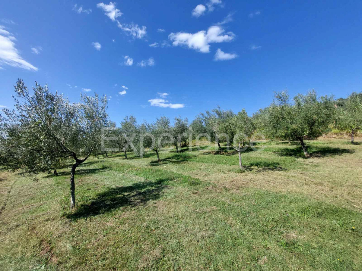 Nelle vicinanze di Buie, IN POSIZIONE ATTRAENTE - uliveto, superficie 16.141 m²